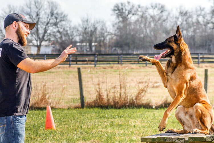 Mayday Dog Training | Professional Dog 